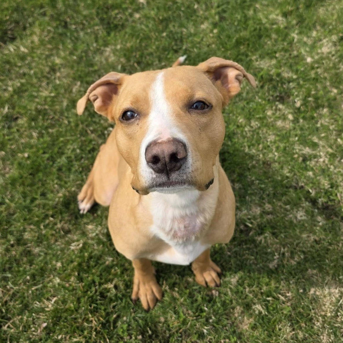 Daisy, adopted, Young Female Pit Bull Terrier & Labrador Retriever.