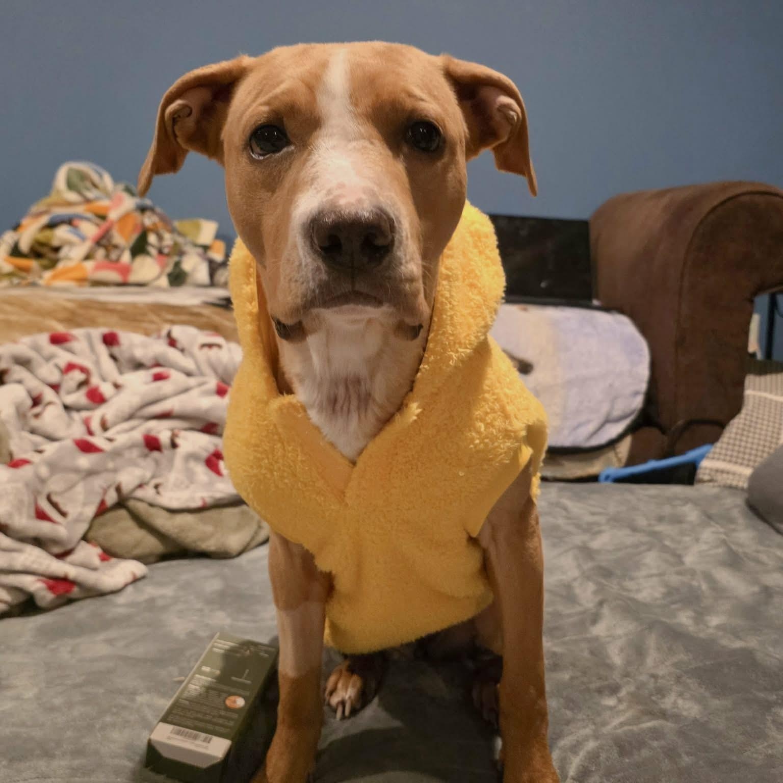 Daisy, an adopted mixed breed in Schenectady, NY image 3/6