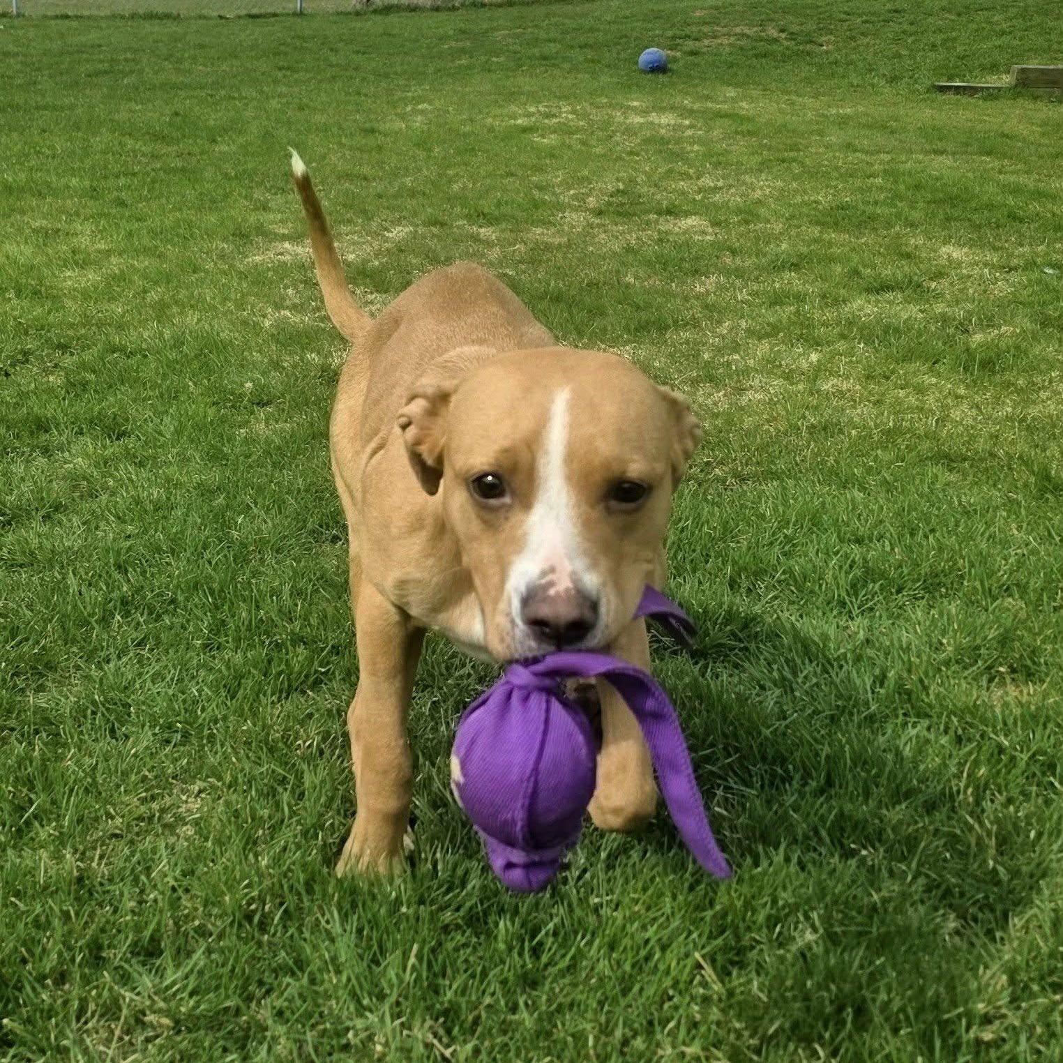 Daisy, an adopted mixed breed in Schenectady, NY image 2/6