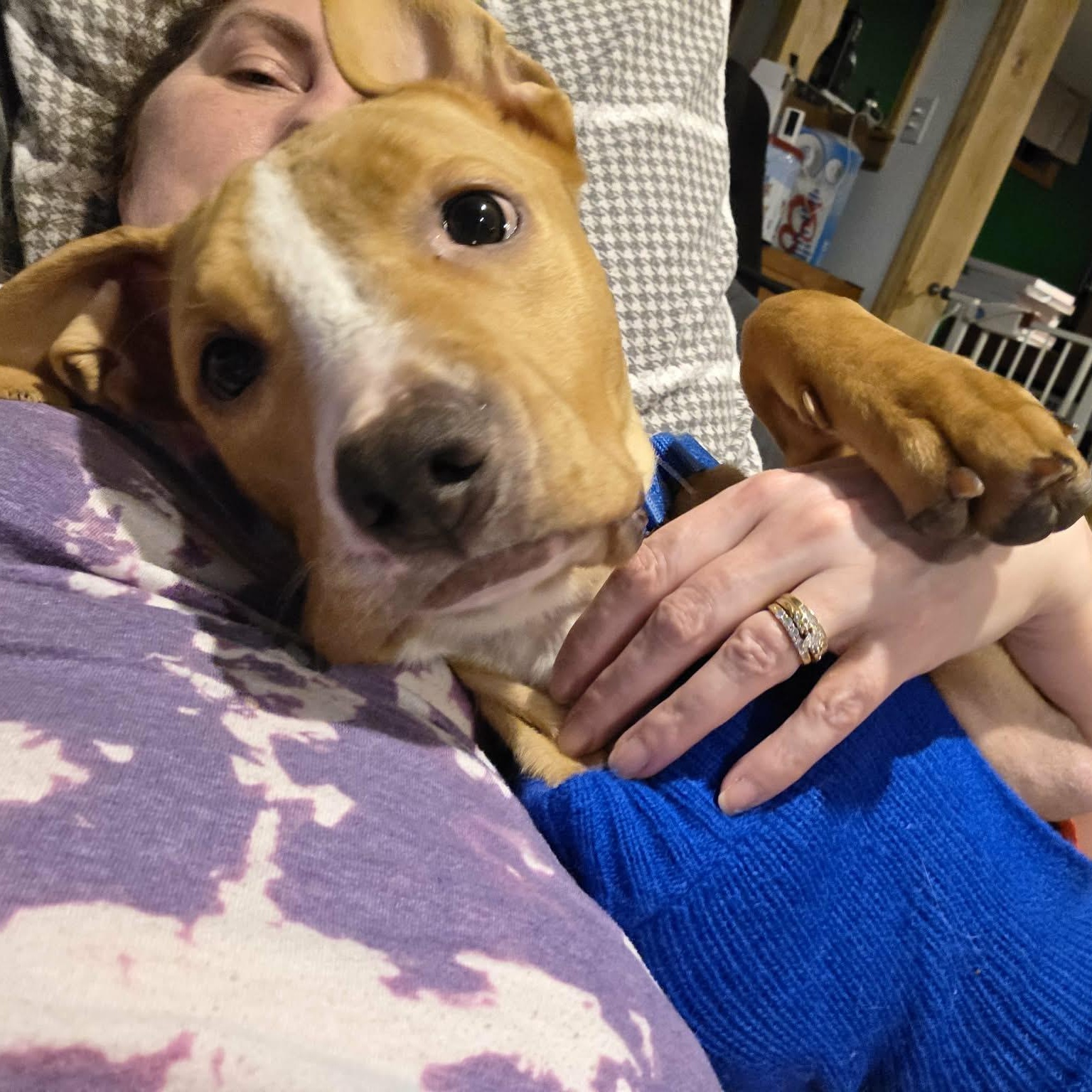 Daisy, an adopted mixed breed in Schenectady, NY image 5/6