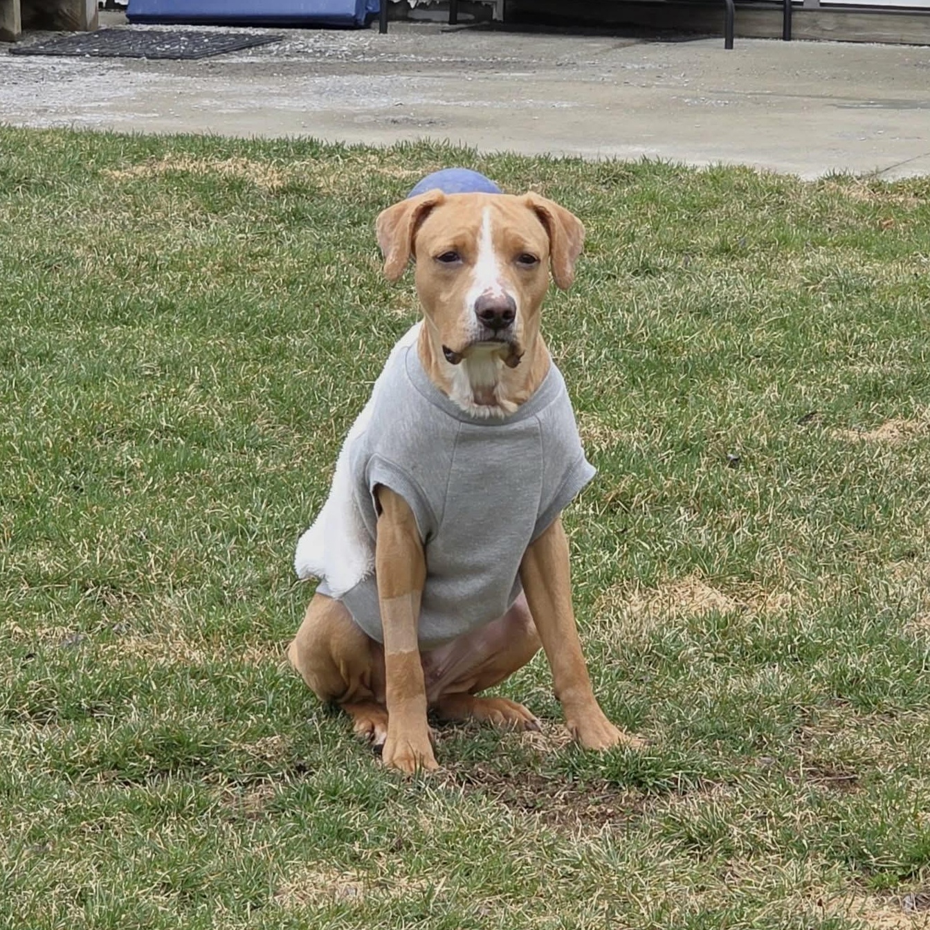 Daisy, an adopted mixed breed in Schenectady, NY image 4/6