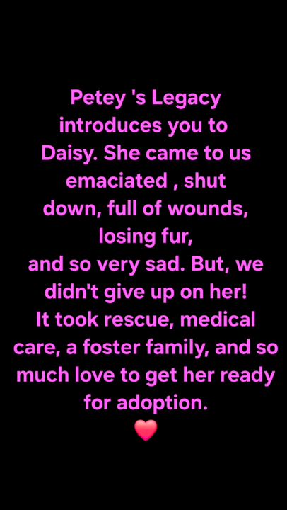 Enlarge Daisy, an adopted mixed breed in Schenectady, NY video 6/6