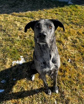 Enlarge LUCYBELL, a Adoptable mixed breed in Ogden, UT image 1/1