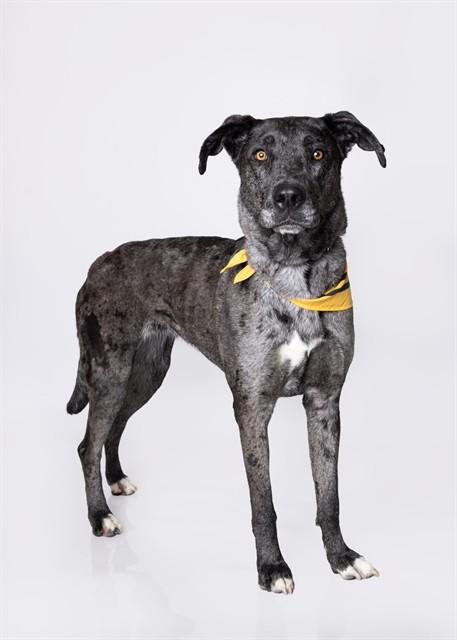 LUCYBELL, Adoptable, Adult Female Catahoula Leopard Dog & Great Dane.