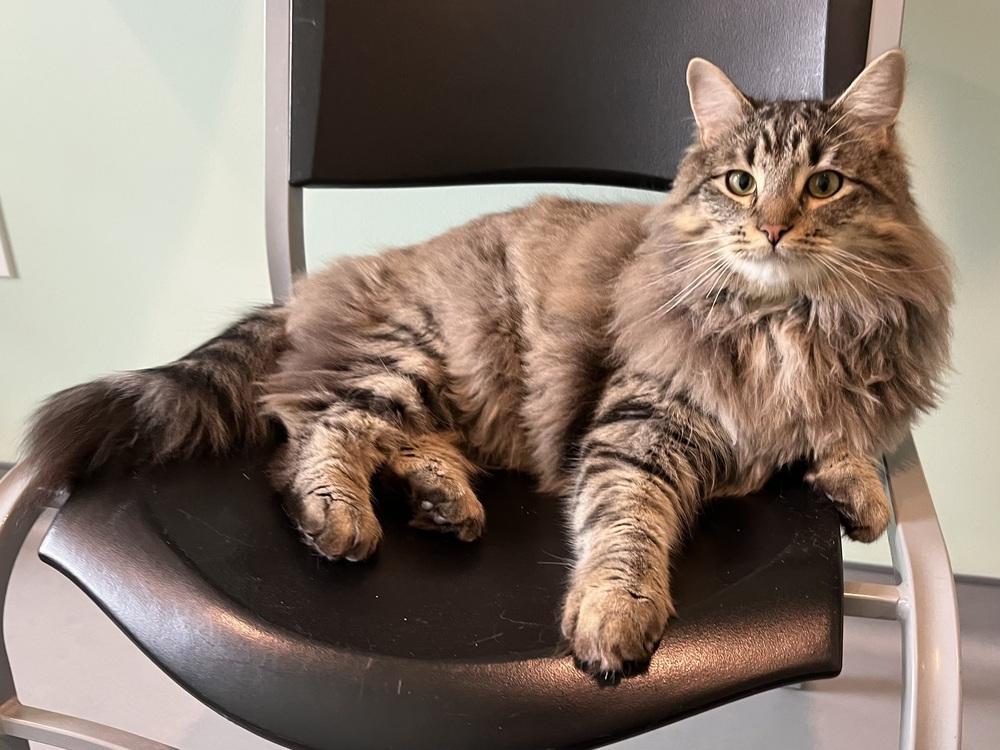 Mothman, Adoptable, Kitten Male Domestic Medium Hair.