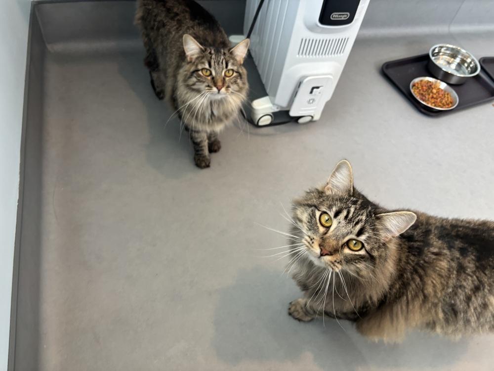 Enlarge Mothman, a Adoptable mixed breed in Norristown, PA image 2/6