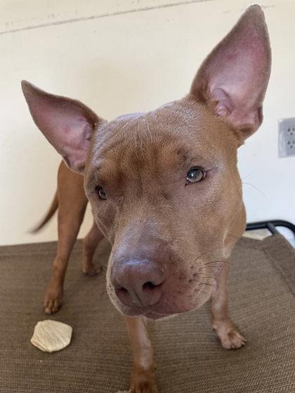 Dee, Adoptable, Adult Male Pit Bull Terrier & Mixed Breed.