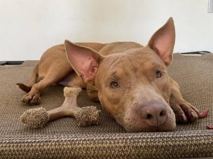 Dee, a Adoptable mixed breed in South Bend, IN image 2/3