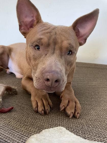 Dee, a Adoptable mixed breed in South Bend, IN image 3/3