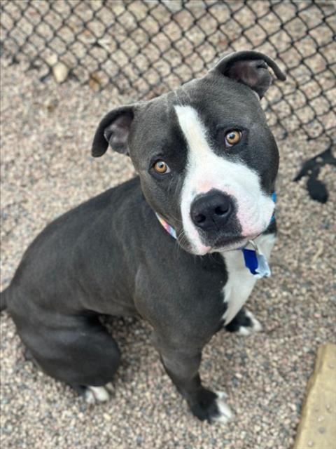 RODNEY, Adoptable, Young Male American Staffordshire Terrier.