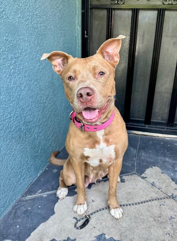 Winnie, Adoptable, Adult Female Pit Bull Terrier.