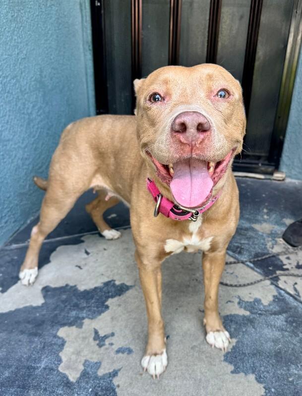 Enlarge Winnie, a Adoptable Pit Bull Terrier in Valley Village, CA image 2/3