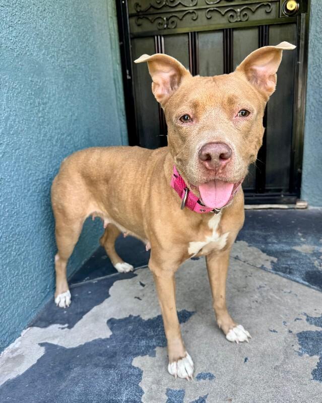 Enlarge Winnie, a Adoptable Pit Bull Terrier in Valley Village, CA image 3/3