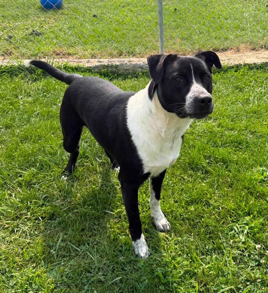 Topps, Adoptable, Young Male Mixed Breed.