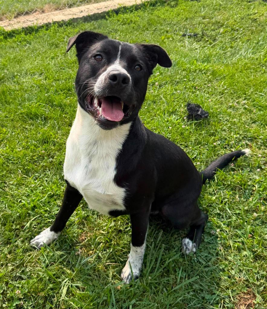 Topps, a Adoptable Mixed Breed in Lagrange, IN image 2/6