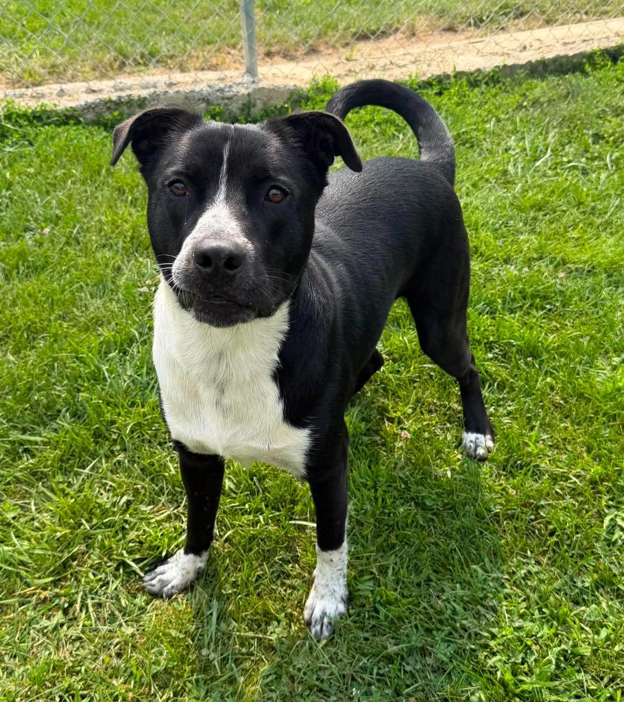 Topps, a Adoptable Mixed Breed in Lagrange, IN image 3/6