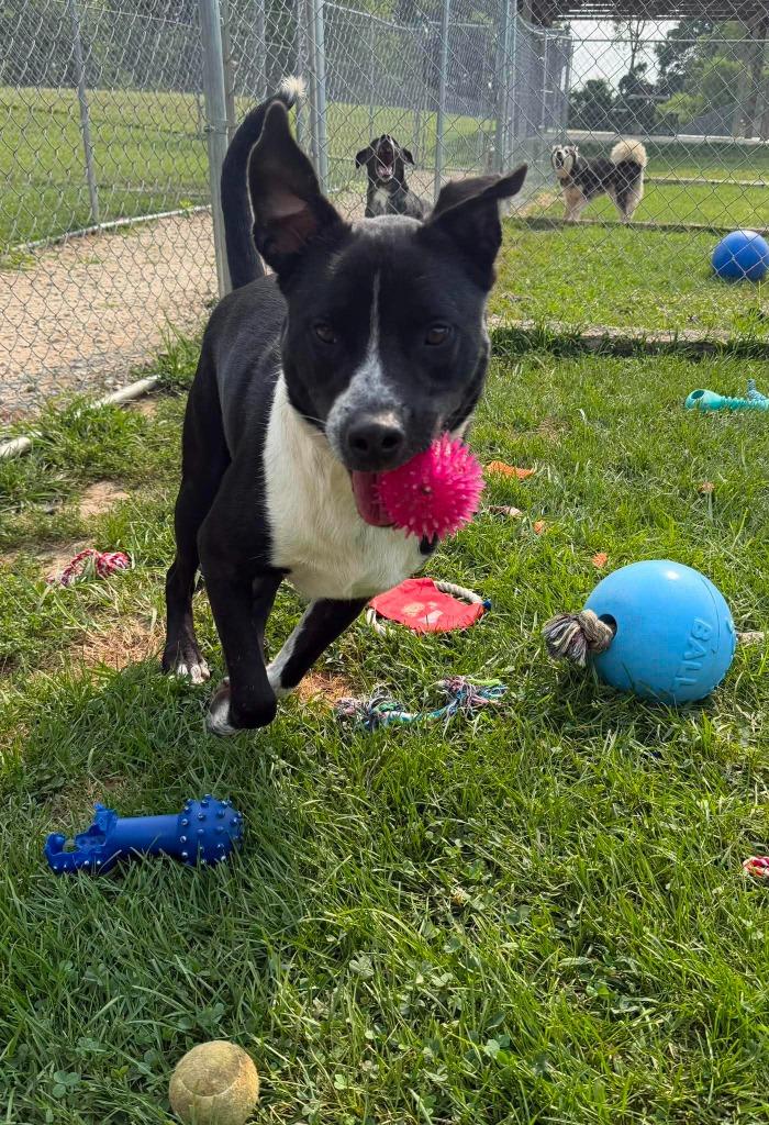 Topps, a Adoptable Mixed Breed in Lagrange, IN image 4/6