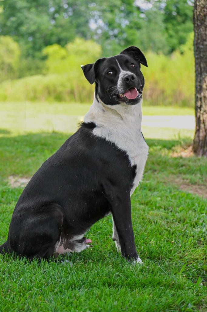 Topps, a Adoptable Mixed Breed in Lagrange, IN image 5/6
