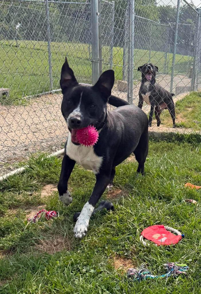 Topps, a Adoptable Mixed Breed in Lagrange, IN image 6/6