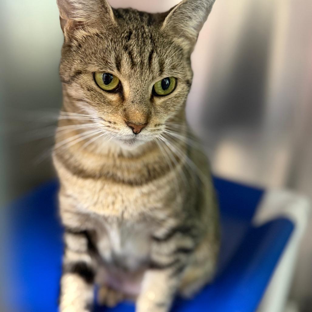 Enlarge Melvina, a Adoptable Domestic Short Hair in South Burlington, VT image 1/6