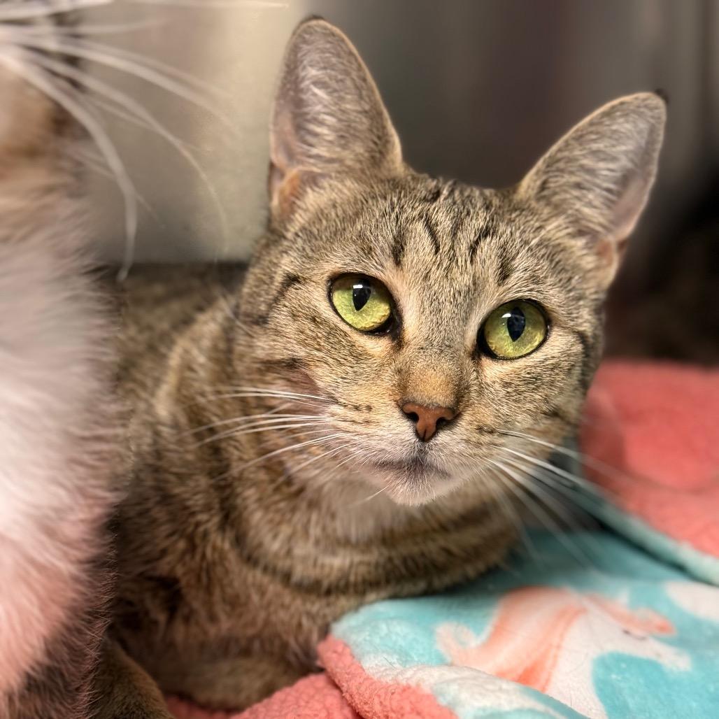 Enlarge Melvina, a Adoptable Domestic Short Hair in South Burlington, VT image 2/6