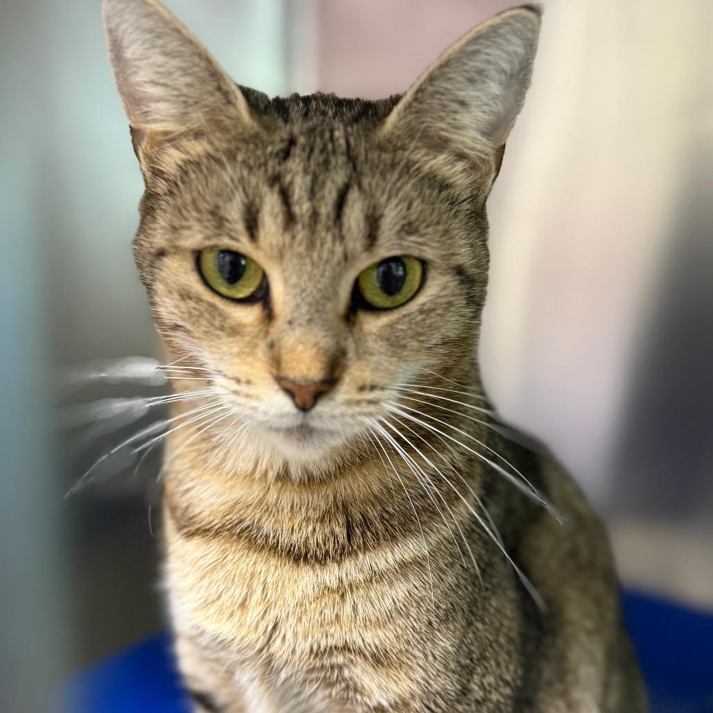 Enlarge Melvina, a Adoptable Domestic Short Hair in South Burlington, VT image 3/6