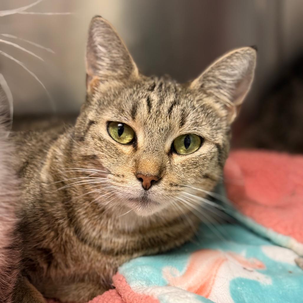 Enlarge Melvina, a Adoptable Domestic Short Hair in South Burlington, VT image 4/6