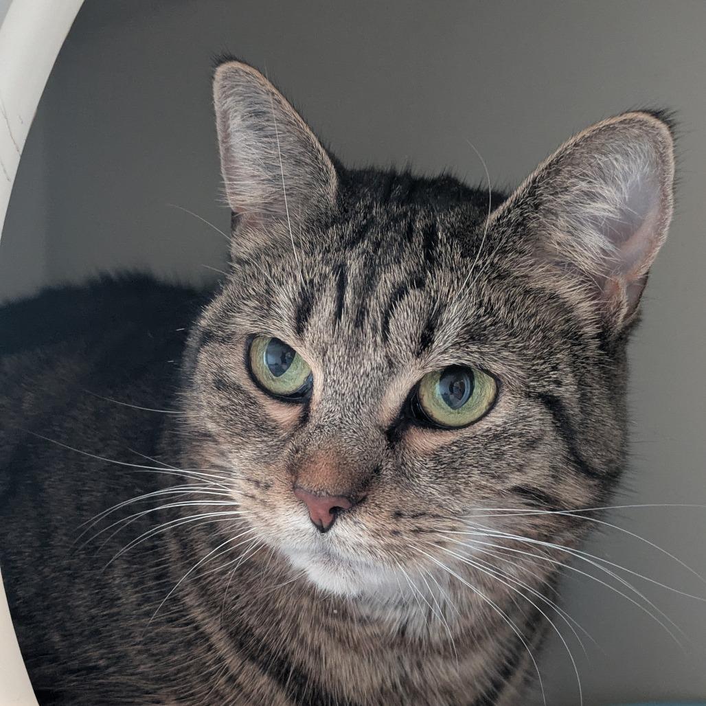 Enlarge Melvina, a Adoptable Domestic Short Hair in South Burlington, VT image 5/6
