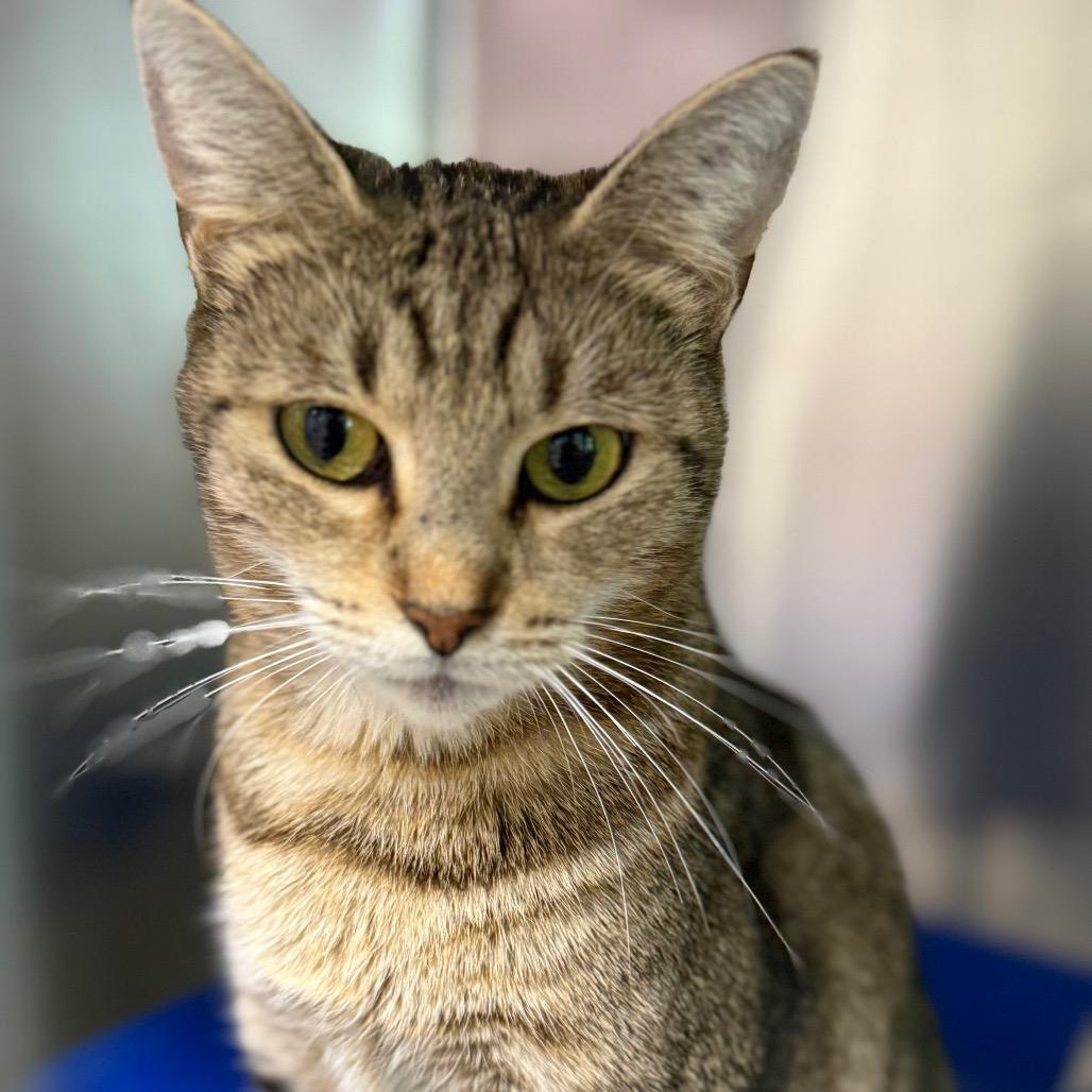Enlarge Melvina, a Adoptable Domestic Short Hair in South Burlington, VT image 6/6