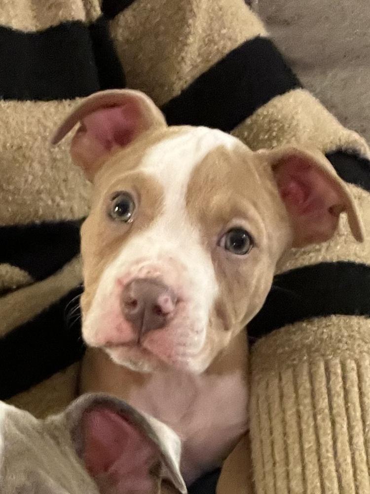 Enlarge Percy Thrillington, a Adoptable mixed breed in Plymouth, MI image 1/6