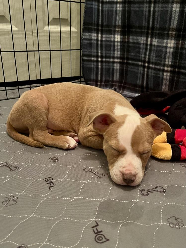 Enlarge Percy Thrillington, a Adoptable mixed breed in Plymouth, MI image 2/6