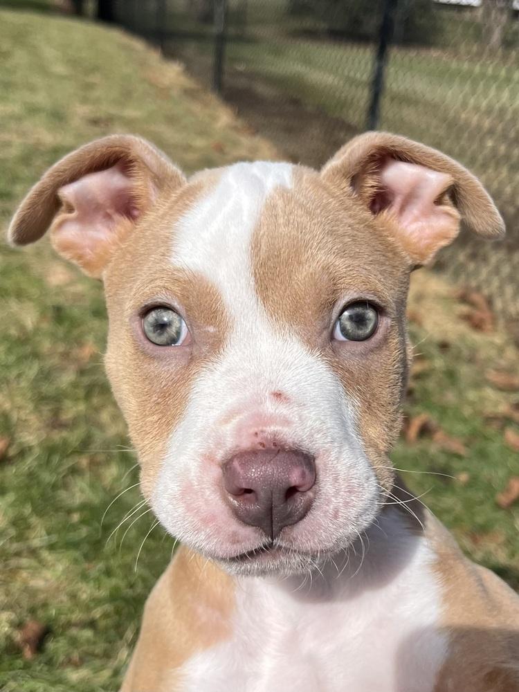 Enlarge Percy Thrillington, a Adoptable mixed breed in Plymouth, MI image 3/6