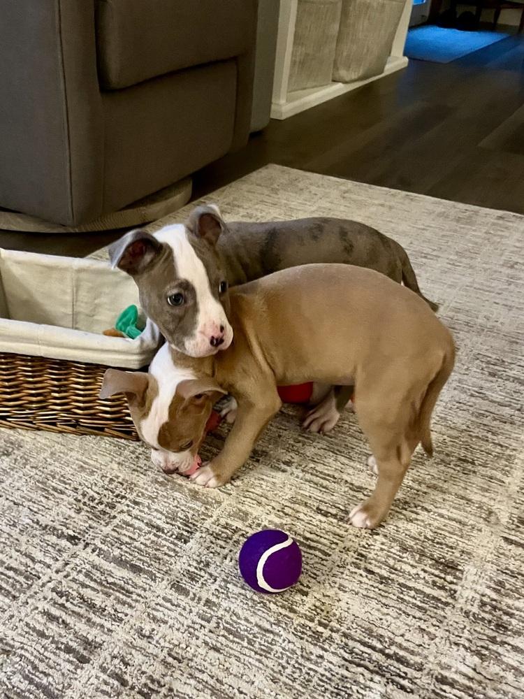 Enlarge Percy Thrillington, a Adoptable mixed breed in Plymouth, MI image 4/6