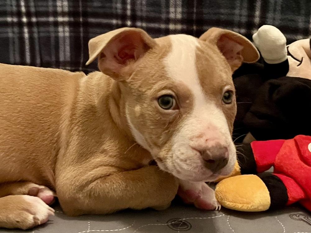 Enlarge Percy Thrillington, a Adoptable mixed breed in Plymouth, MI image 5/6