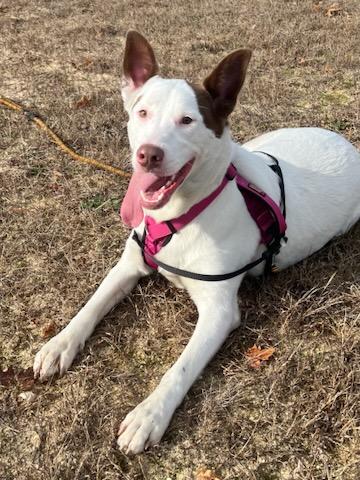 LILLY, a Adoptable mixed breed in Farmingville, NY image 4/6