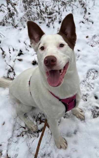 LILLY, a Adoptable mixed breed in Farmingville, NY image 1/6