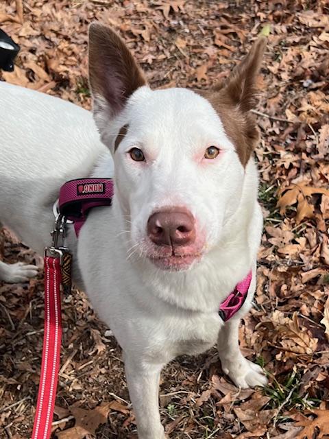 LILLY, a Adoptable mixed breed in Farmingville, NY image 5/6