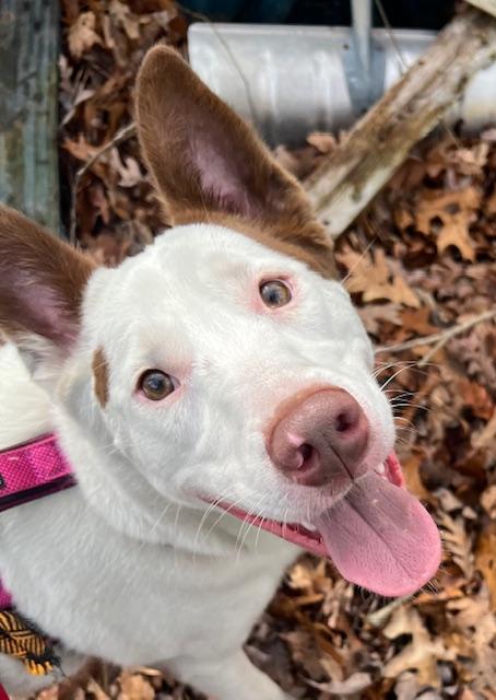 LILLY, a Adoptable mixed breed in Farmingville, NY image 6/6
