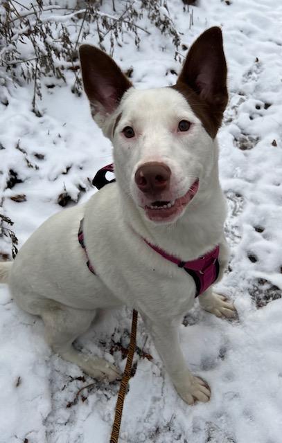 LILLY, a Adoptable mixed breed in Farmingville, NY image 2/6