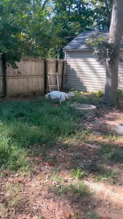 Enlarge LILLY, a Adoptable mixed breed in Farmingville, NY video 3/6