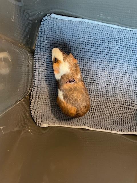 Enlarge The Gentlemen, an adopted Guinea Pig in Exeter, RI image 2/2