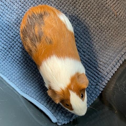 The Gentlemen, adopted, Young Male Guinea Pig.