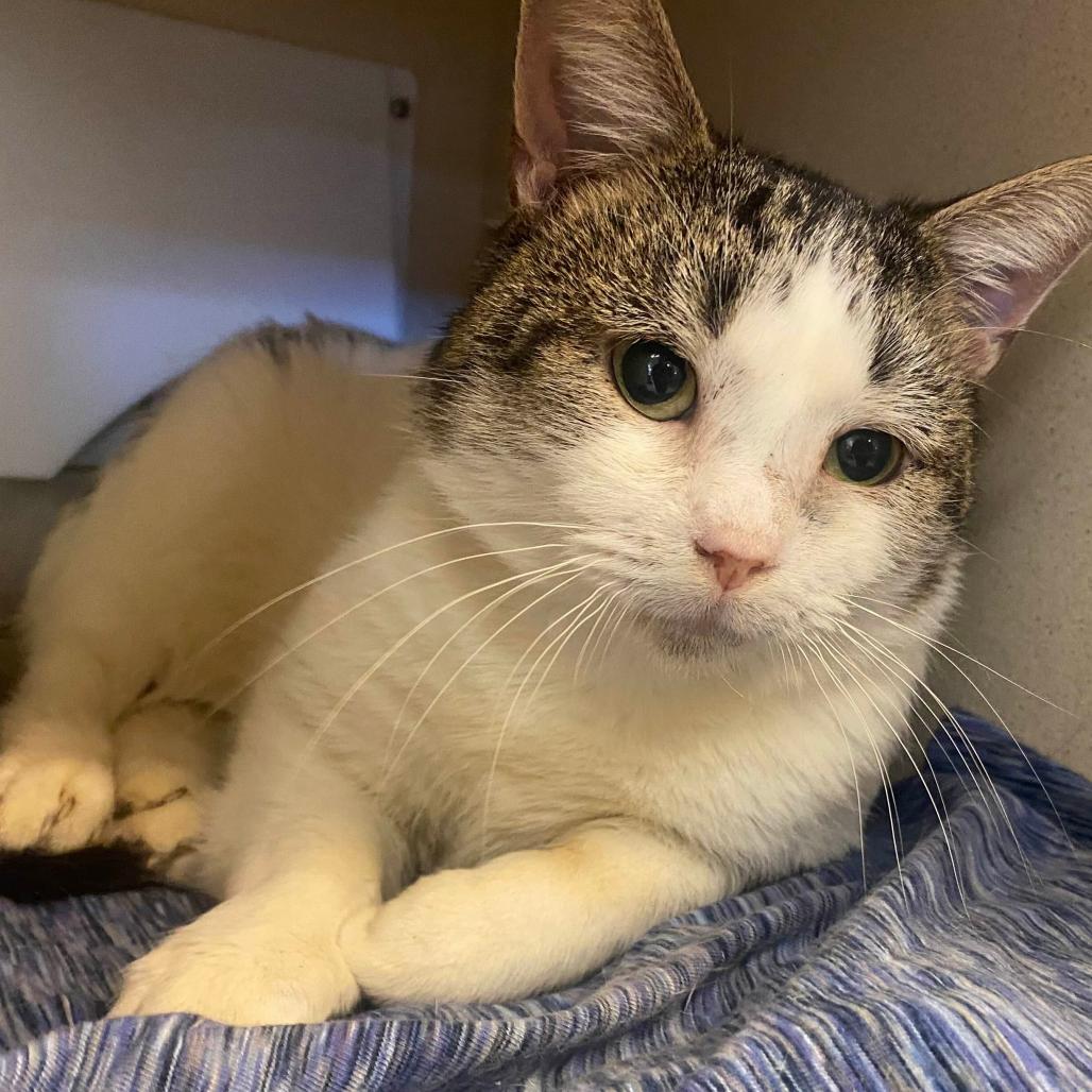 Opalite, Adoptable, Adult Male Domestic Short Hair.