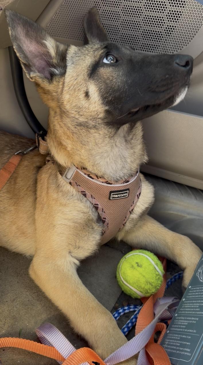 Cashew, a ADOPTABLE mixed breed in San Diego, CA image 2/3