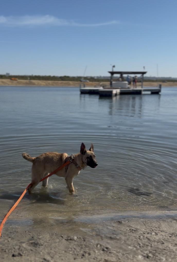 Cashew, ADOPTABLE, Young Female Belgian Shepherd / Malinois & Dutch Shepherd.