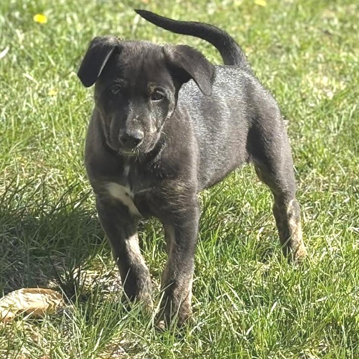 Enlarge Farmer Ted - in Foster, a Adoptable Shepherd in Morrisville, VT image 1/3