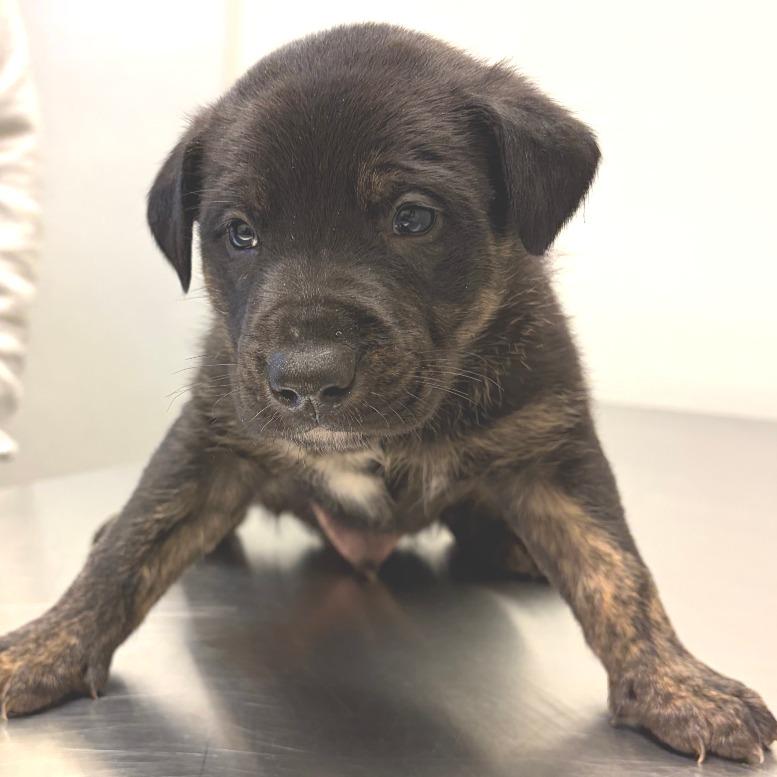 Enlarge Farmer Ted - in Foster, a Adoptable Shepherd in Morrisville, VT image 3/3