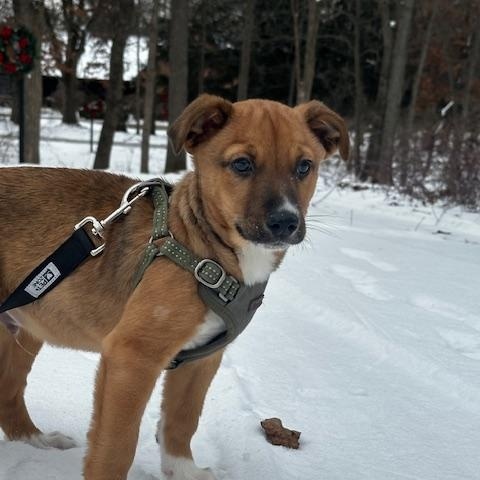 Champ, a Adoptable mixed breed in Elgin, IL image 2/5