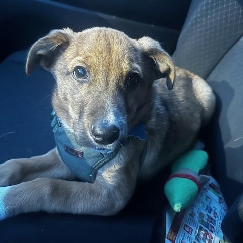 Champ, a Adoptable mixed breed in Elgin, IL image 1/5