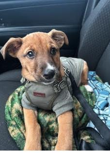 Champ, a Adoptable mixed breed in Elgin, IL image 5/5